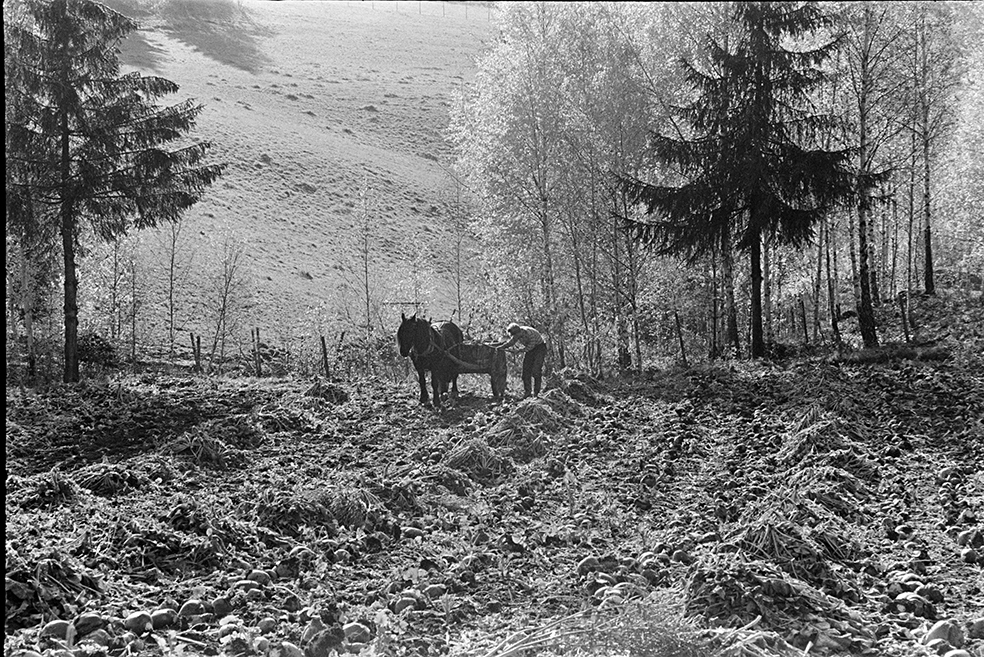 Kålrotåker, innhøsting, ukjent sted, hest og kjerre.