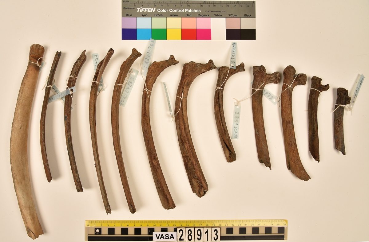Ben från nötkreatur (Bos taurus).
1 st. del av första halskotan (atlas).
1 st. bröstkota (vertebrae thoracale).
3 st. fragment av bröstkota (vertebrae thoracale).
1 st. ländkota (vertebrae lumbale).
12 st. revben (costae).
1 st. överarmsben (humerus).
1 st. armbågsben (ulna).
3 st. skenben (tibia).
1 st. del av bäckenben (pelvis).
2 st. skulderblad (scapula).
1 st. språngben (astragalus).
1 st. del av nackkondyl (kranium/occipitale).