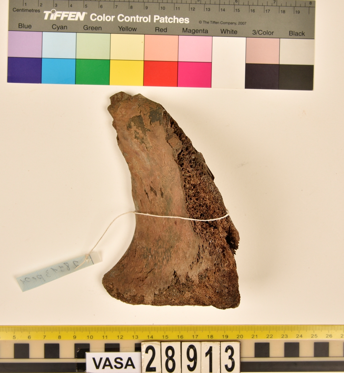 Ben från nötkreatur (Bos taurus).
1 st. del av första halskotan (atlas).
1 st. bröstkota (vertebrae thoracale).
3 st. fragment av bröstkota (vertebrae thoracale).
1 st. ländkota (vertebrae lumbale).
12 st. revben (costae).
1 st. överarmsben (humerus).
1 st. armbågsben (ulna).
3 st. skenben (tibia).
1 st. del av bäckenben (pelvis).
2 st. skulderblad (scapula).
1 st. språngben (astragalus).
1 st. del av nackkondyl (kranium/occipitale).