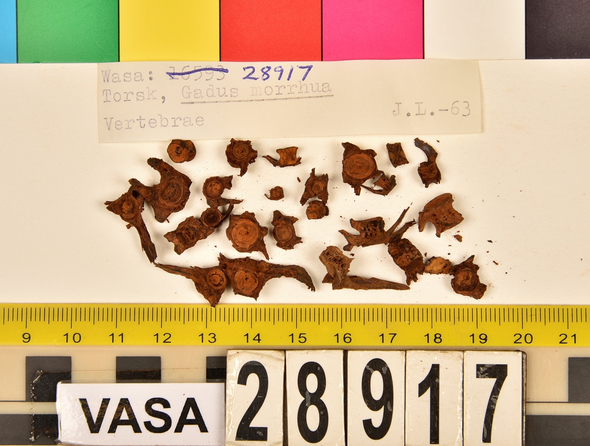 Ben från torsk (Gadus morrhua).
102 st. ben (78 från huvuden, 24 från ryggraden):
24 st. kotor (17 st. vertebrae praecaudales, 7 st. vertebrae caudales),
13 st. (7+6) articularia,
12 st. (7+5) dentalia,
7 st. frontalia,
7 st. (5+2) praeopercularia,
7 st. (4+3) keratohyalia,
7 st. cleithra,
5 st. parasphenoidea,
5 st. (3+2) maxillaria,
3 st. hyomandibularia,
2 st. ectethmoidalia,
2 st. basioccipitalia,
2 st. praemaxillaria,
2 st. supracleithralia ventralia,
1 st. suprapoccipitale,
1 st. palatinum,
1 st. symplecticum,
1 st. epihyale.
