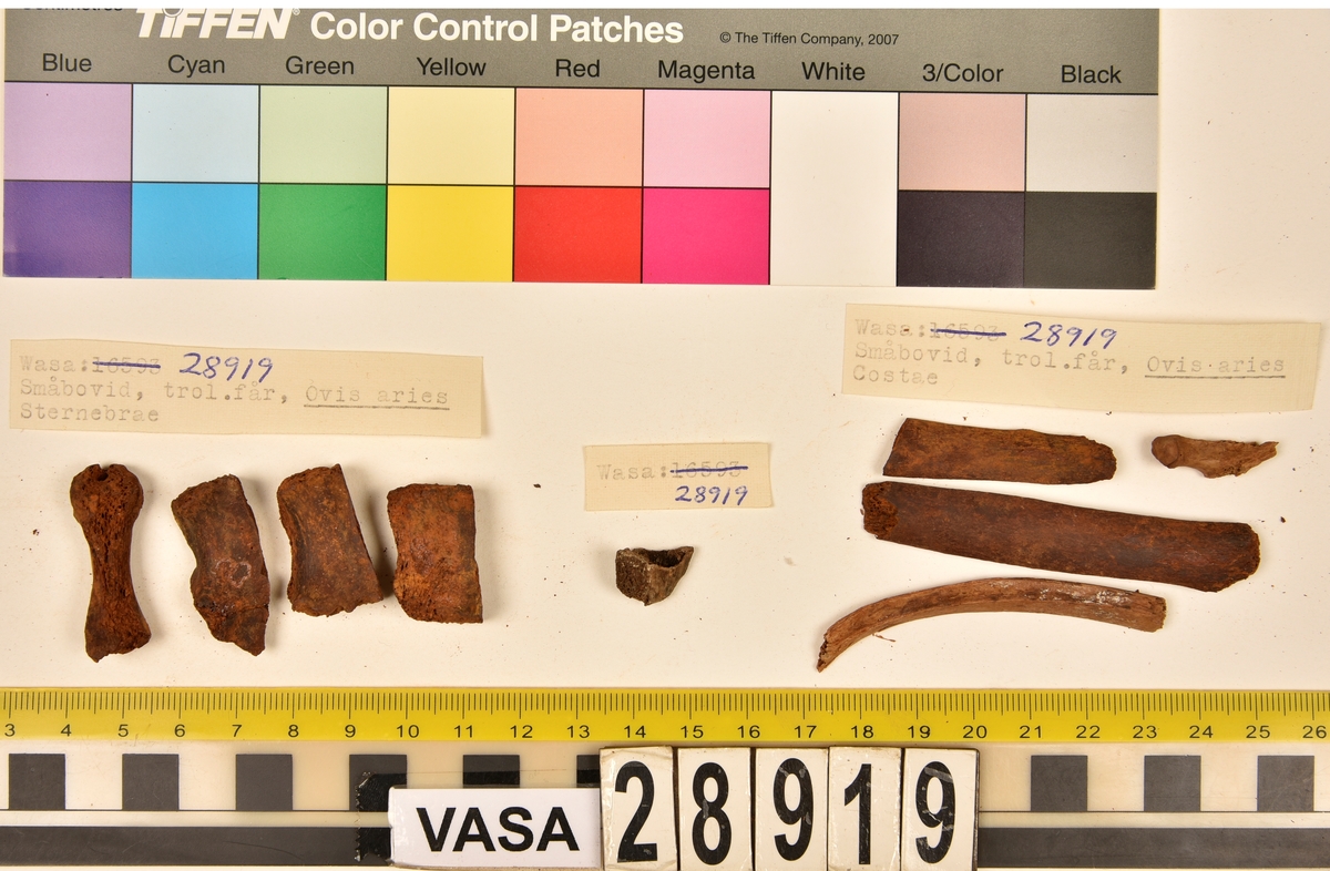 Ben från småbovid, troligen får.
4 st. revben (costae).
4 st. bröstben (sternebrae).
1 st. fragment.