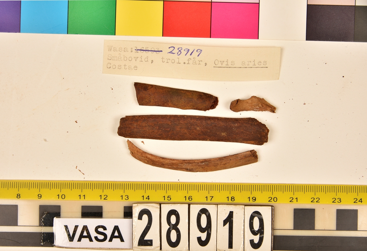 Ben från småbovid, troligen får.
4 st. revben (costae).
4 st. bröstben (sternebrae).
1 st. fragment.