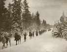 En kolonn i skogen där soldater skidtolkar efter häst.