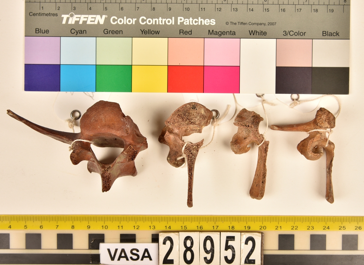 Ben från svin (Sus domesticus).
1 st. bröstkota (vertebrae thoracale).
3 st. ländkota (vertebrae lumbale).
3 st. överarmsben (humerus).
1 st. ledyta av överarmsben (humerusepifys).
5 st. strålben (radius).
1 st. nedre ledyta av strålben (distal epifys av radius).
3 st. armbågsben (ulna).
6 st. lårben (femur).
5 st. ledyta av lårben (femurepifyser).
10 st. skenben (tibia).
1 st. del av skenben (tibia).
1 st. övre ledyta av skenben (tibia).
1 st. vadben (fibula).
7 st. delar av bäckenben (pelvis).
3 st. skulderblad (scapula).
1 st. mellanfotsben (metatarsus).
1 st. ledyta av mellanfotsben (epifys av metatarsus).
1 st. hälben (calcaneus).
3 st. språngben (astragalus).
1 st. tå- eller fingerben (falang).