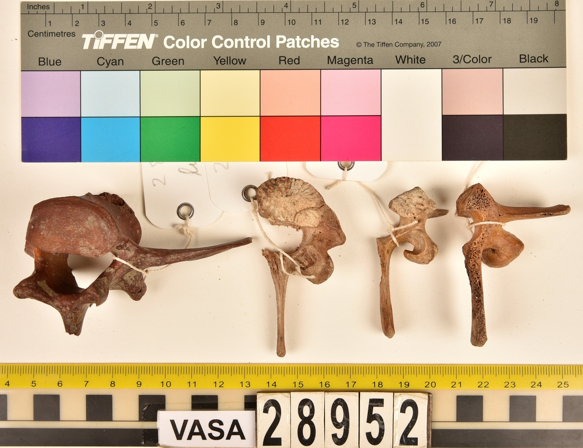 Ben från svin (Sus domesticus).
1 st. bröstkota (vertebrae thoracale).
3 st. ländkota (vertebrae lumbale).
3 st. överarmsben (humerus).
1 st. ledyta av överarmsben (humerusepifys).
5 st. strålben (radius).
1 st. nedre ledyta av strålben (distal epifys av radius).
3 st. armbågsben (ulna).
6 st. lårben (femur).
5 st. ledyta av lårben (femurepifyser).
10 st. skenben (tibia).
1 st. del av skenben (tibia).
1 st. övre ledyta av skenben (tibia).
1 st. vadben (fibula).
7 st. delar av bäckenben (pelvis).
3 st. skulderblad (scapula).
1 st. mellanfotsben (metatarsus).
1 st. ledyta av mellanfotsben (epifys av metatarsus).
1 st. hälben (calcaneus).
3 st. språngben (astragalus).
1 st. tå- eller fingerben (falang).