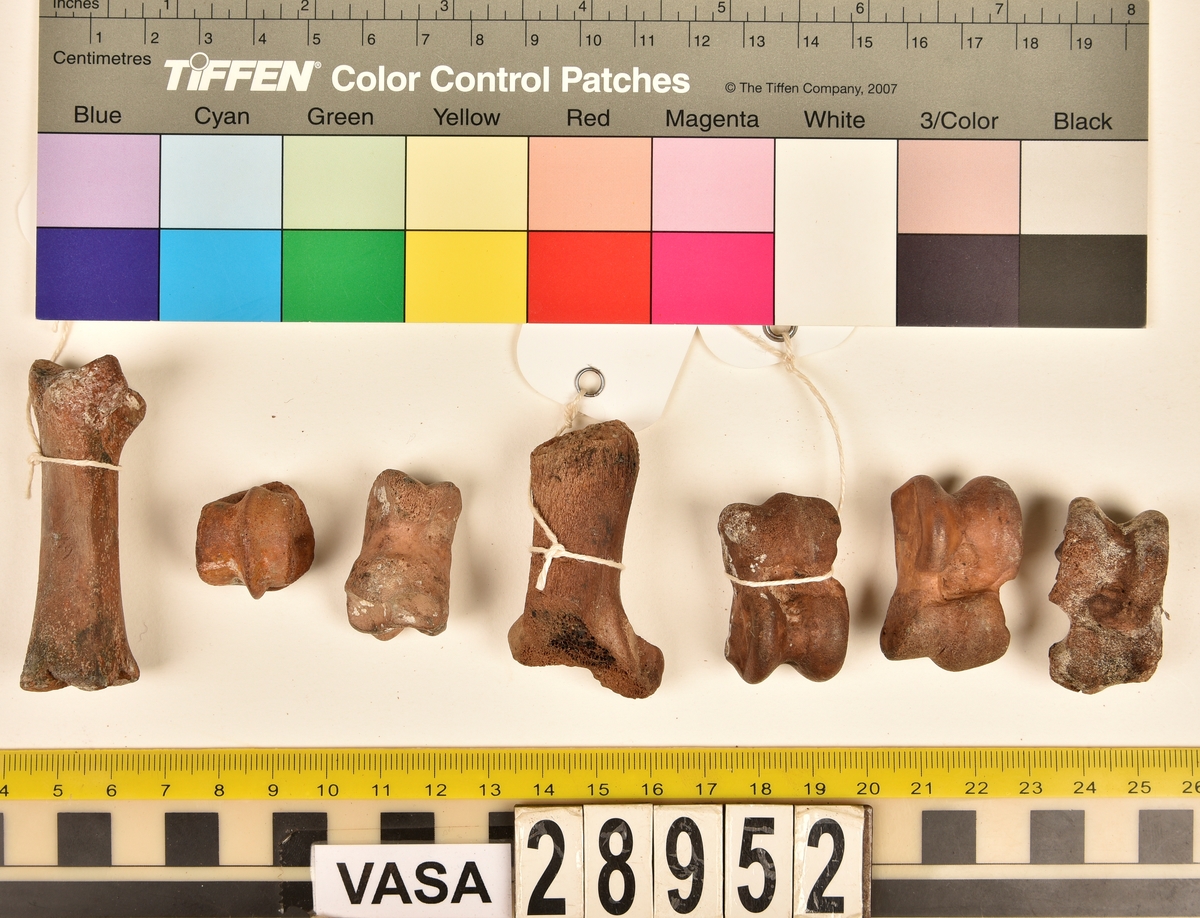 Ben från svin (Sus domesticus).
1 st. bröstkota (vertebrae thoracale).
3 st. ländkota (vertebrae lumbale).
3 st. överarmsben (humerus).
1 st. ledyta av överarmsben (humerusepifys).
5 st. strålben (radius).
1 st. nedre ledyta av strålben (distal epifys av radius).
3 st. armbågsben (ulna).
6 st. lårben (femur).
5 st. ledyta av lårben (femurepifyser).
10 st. skenben (tibia).
1 st. del av skenben (tibia).
1 st. övre ledyta av skenben (tibia).
1 st. vadben (fibula).
7 st. delar av bäckenben (pelvis).
3 st. skulderblad (scapula).
1 st. mellanfotsben (metatarsus).
1 st. ledyta av mellanfotsben (epifys av metatarsus).
1 st. hälben (calcaneus).
3 st. språngben (astragalus).
1 st. tå- eller fingerben (falang).