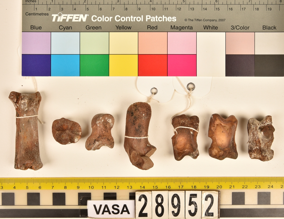 Ben från svin (Sus domesticus).
1 st. bröstkota (vertebrae thoracale).
3 st. ländkota (vertebrae lumbale).
3 st. överarmsben (humerus).
1 st. ledyta av överarmsben (humerusepifys).
5 st. strålben (radius).
1 st. nedre ledyta av strålben (distal epifys av radius).
3 st. armbågsben (ulna).
6 st. lårben (femur).
5 st. ledyta av lårben (femurepifyser).
10 st. skenben (tibia).
1 st. del av skenben (tibia).
1 st. övre ledyta av skenben (tibia).
1 st. vadben (fibula).
7 st. delar av bäckenben (pelvis).
3 st. skulderblad (scapula).
1 st. mellanfotsben (metatarsus).
1 st. ledyta av mellanfotsben (epifys av metatarsus).
1 st. hälben (calcaneus).
3 st. språngben (astragalus).
1 st. tå- eller fingerben (falang).