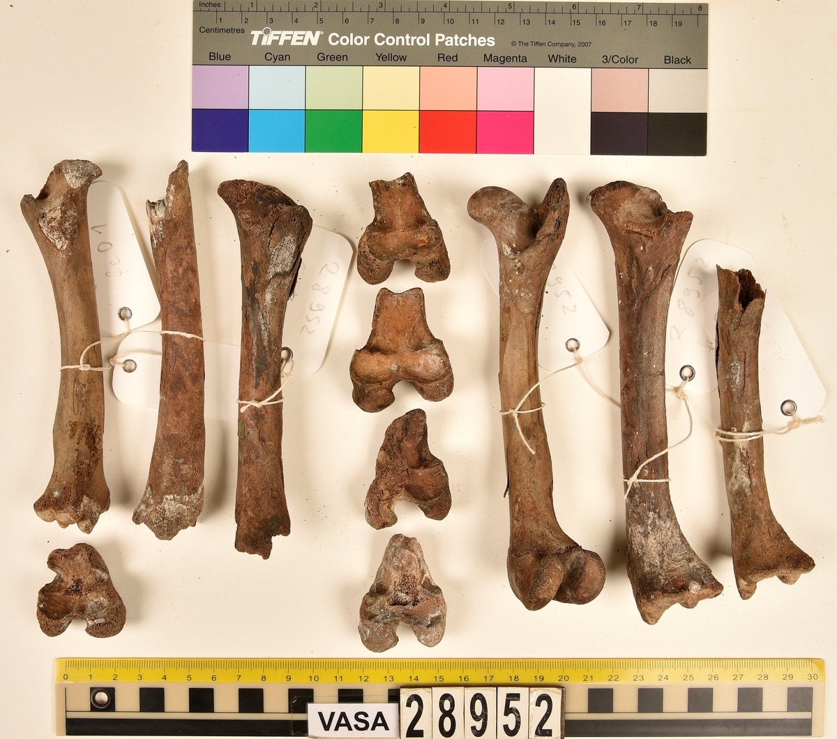 Ben från svin (Sus domesticus).
1 st. bröstkota (vertebrae thoracale).
3 st. ländkota (vertebrae lumbale).
3 st. överarmsben (humerus).
1 st. ledyta av överarmsben (humerusepifys).
5 st. strålben (radius).
1 st. nedre ledyta av strålben (distal epifys av radius).
3 st. armbågsben (ulna).
6 st. lårben (femur).
5 st. ledyta av lårben (femurepifyser).
10 st. skenben (tibia).
1 st. del av skenben (tibia).
1 st. övre ledyta av skenben (tibia).
1 st. vadben (fibula).
7 st. delar av bäckenben (pelvis).
3 st. skulderblad (scapula).
1 st. mellanfotsben (metatarsus).
1 st. ledyta av mellanfotsben (epifys av metatarsus).
1 st. hälben (calcaneus).
3 st. språngben (astragalus).
1 st. tå- eller fingerben (falang).