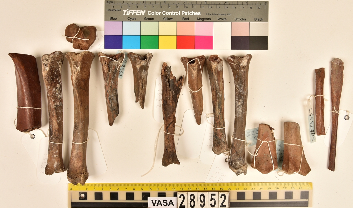 Ben från svin (Sus domesticus).
1 st. bröstkota (vertebrae thoracale).
3 st. ländkota (vertebrae lumbale).
3 st. överarmsben (humerus).
1 st. ledyta av överarmsben (humerusepifys).
5 st. strålben (radius).
1 st. nedre ledyta av strålben (distal epifys av radius).
3 st. armbågsben (ulna).
6 st. lårben (femur).
5 st. ledyta av lårben (femurepifyser).
10 st. skenben (tibia).
1 st. del av skenben (tibia).
1 st. övre ledyta av skenben (tibia).
1 st. vadben (fibula).
7 st. delar av bäckenben (pelvis).
3 st. skulderblad (scapula).
1 st. mellanfotsben (metatarsus).
1 st. ledyta av mellanfotsben (epifys av metatarsus).
1 st. hälben (calcaneus).
3 st. språngben (astragalus).
1 st. tå- eller fingerben (falang).