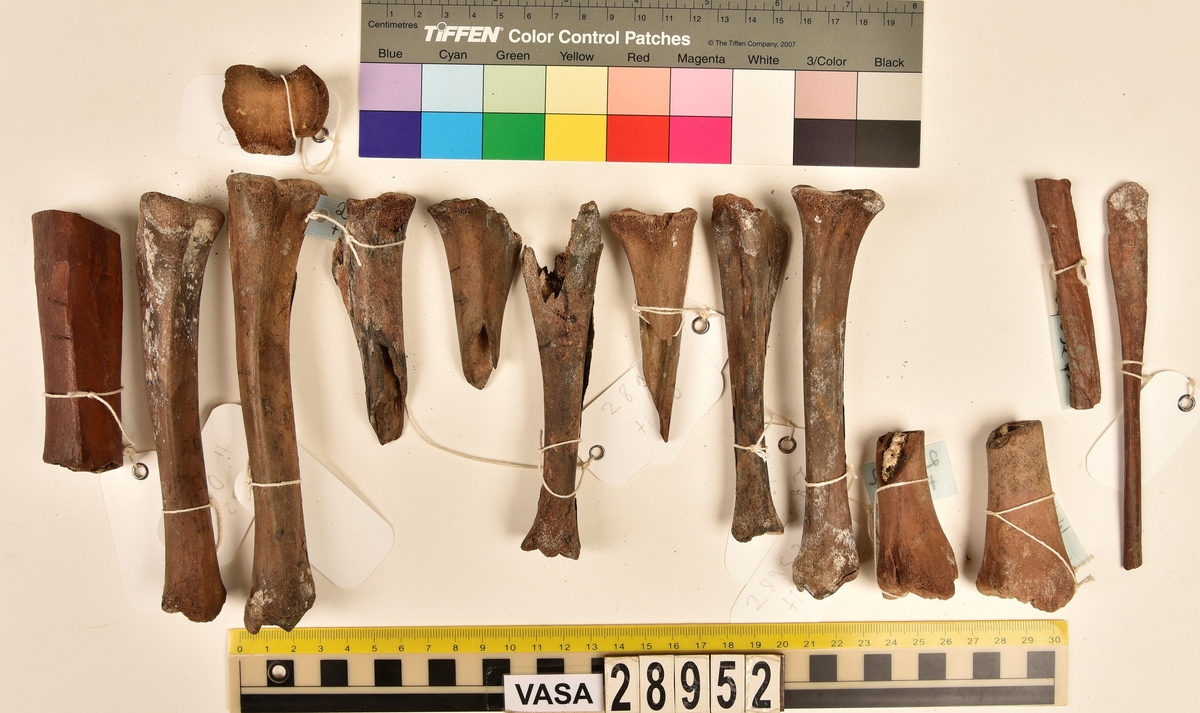Ben från svin (Sus domesticus).
1 st. bröstkota (vertebrae thoracale).
3 st. ländkota (vertebrae lumbale).
3 st. överarmsben (humerus).
1 st. ledyta av överarmsben (humerusepifys).
5 st. strålben (radius).
1 st. nedre ledyta av strålben (distal epifys av radius).
3 st. armbågsben (ulna).
6 st. lårben (femur).
5 st. ledyta av lårben (femurepifyser).
10 st. skenben (tibia).
1 st. del av skenben (tibia).
1 st. övre ledyta av skenben (tibia).
1 st. vadben (fibula).
7 st. delar av bäckenben (pelvis).
3 st. skulderblad (scapula).
1 st. mellanfotsben (metatarsus).
1 st. ledyta av mellanfotsben (epifys av metatarsus).
1 st. hälben (calcaneus).
3 st. språngben (astragalus).
1 st. tå- eller fingerben (falang).