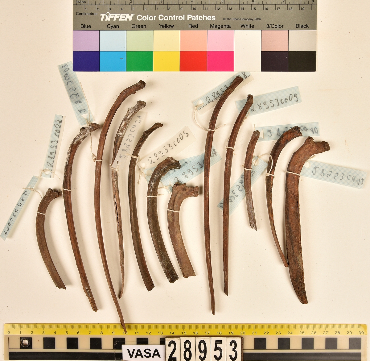 Ben från får/get (Ovis aries/Capra hircus).
2 st. första halskotan (atlas), (en av dem är i två delar).
2 st. delar av andra halskotan (epistropheus).
4 st. halskotor (vertebrae cervicale).
2 st. bröstkotor (vertebrae thoracale).
12 st. revben (costae).
2 st. skulderblad (scapula).
2 st. delar av bäckenben (pelvis).
1 st. överarmsben (humerus).
1 st. nedre ledyta av strålben (distal epifys av radius).
1 st. armbågsben (ulna).
4 st. skenben (tibia).
1 st. nedre ledyta av skenben (tibia).
2 st. hälben (calcaneus).
1 st. kanonben.
1 st. övre del av underkäken (proximal del av mandibula).