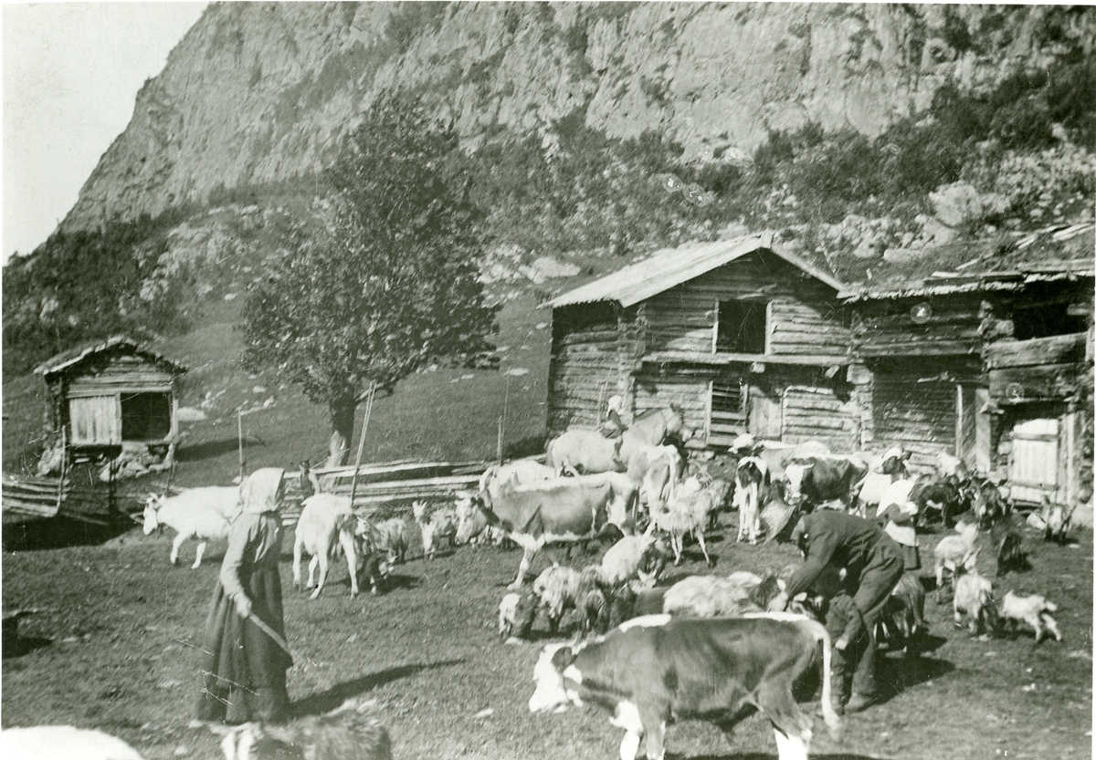 Skaret, Stavedalen. Tunet med buskap, 1897.