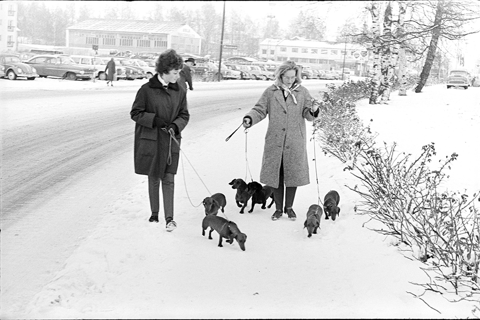 Vangsvegen, Hamar, vinter, fotgjengere, hunder.