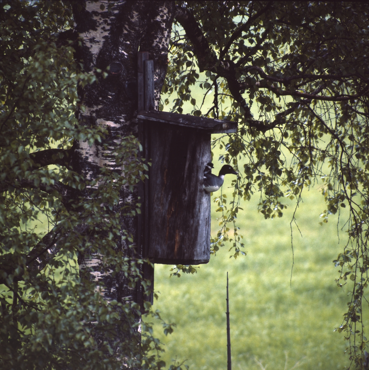 Knipholk i en björk. Den är väl skyddad av lövverket. En knipa med unge tittar ut genom bohålet.