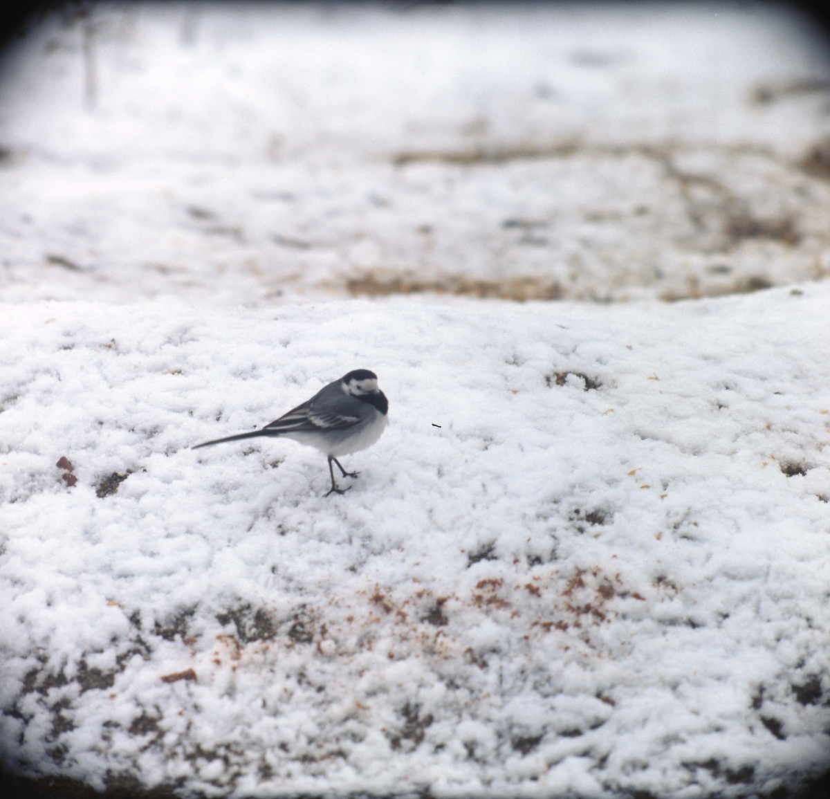 Sädesärla i snö.