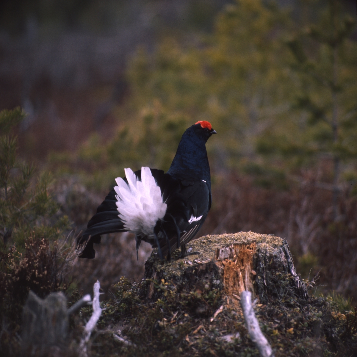 Orrtupp på en stubbe i skogen.