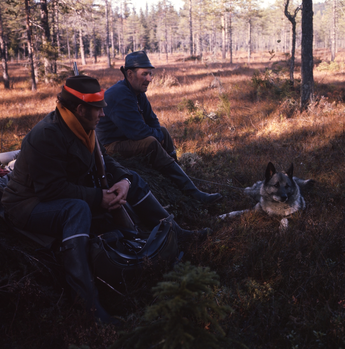 Älgjakt i Bogården, 1972.