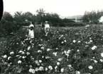 Okända kvinnor bland rosor. Troligen en plantskola i Gränna.