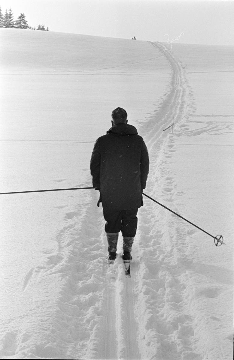 Alujordet, Hamar/Furnes. Hedmarkstoppen, vinter, skiløper,