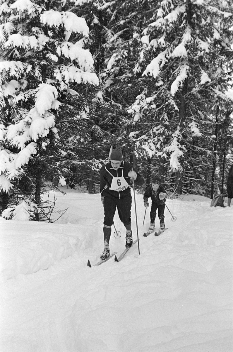 Alujordet, Hamar/Furnes. Hedmarkstoppen, vinter, skiløper, langrennsløper,