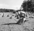 Västra Tunhem, Strömsberg. Skördearbete, Astrid Olsson (född Strömdahl).