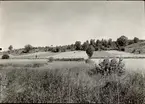 Horvängsgärdet från Emåns strand. Vid gärdsgården Dragerydsvägen, till höger vägen upp på Åsen. Gärdesvägen till vänster gränsen mot Drageryds by.