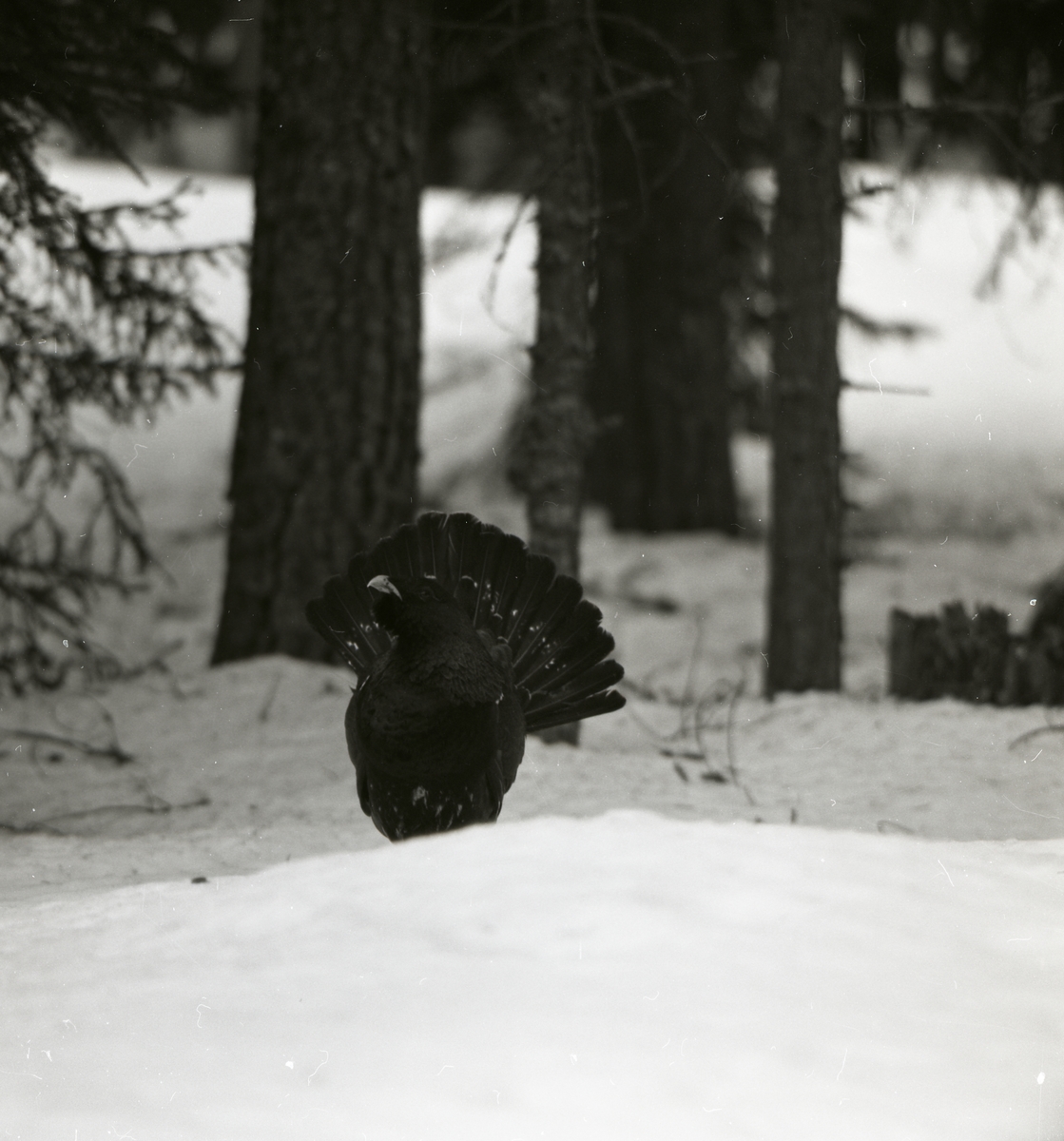 Tjäderspel i skogen, 8 maj 1985.