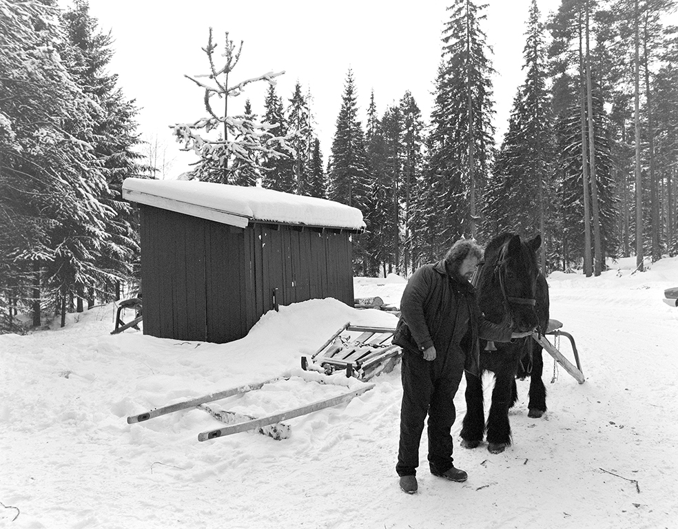 Tømmerkjøring, med hest, "Trollheimen" i Løten Almenning, hestekar Paul Nordvold. Skogsarbeid, tømmerhogst, hesteredskap, bukk og geit.