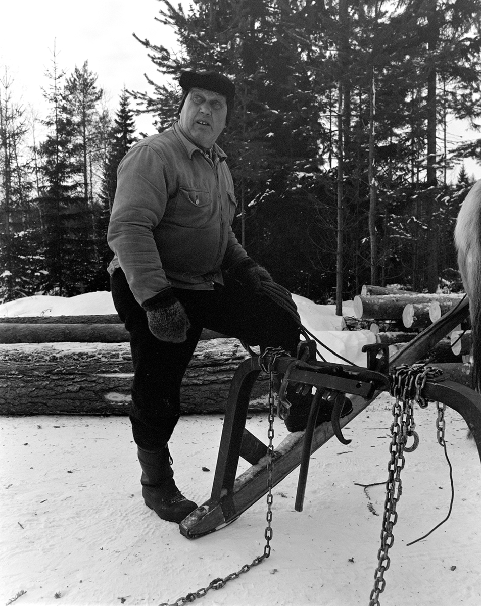 Tømmerkjøring, med hest, "Trollheimen" i Løten Almenning, hestekar Paul Nordvold. Skogsarbeid, tømmerhogst, hesteredskap, bukk og geit.