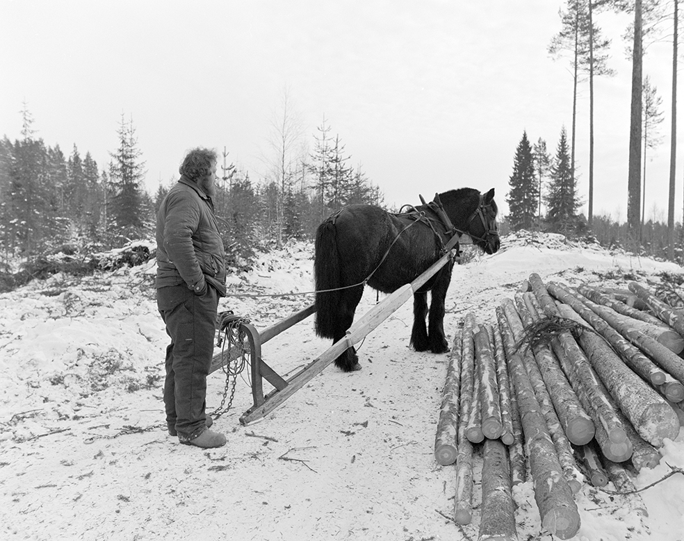 Tømmerkjøring, med hest, "Trollheimen" i Løten Almenning, hestekar Paul Nordvold. Skogsarbeid, tømmerhogst, hesteredskap, bukk og geit.