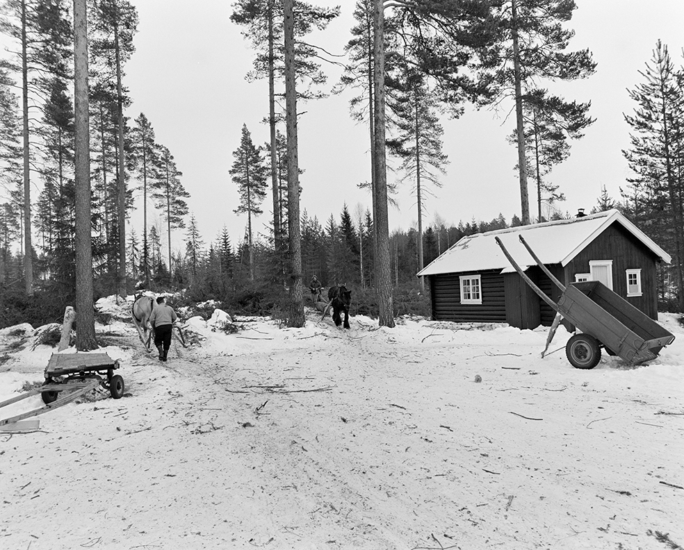 Tømmerkjøring, med hest, "Trollheimen" i Løten Almenning, hestekar Paul Nordvold. Skogsarbeid, tømmerhogst, hesteredskap, bukk og geit.