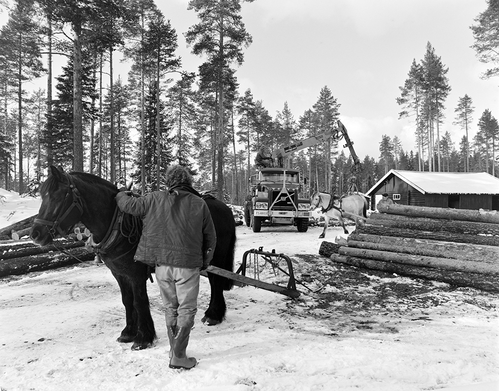 Tømmerkjøring, med hest, "Trollheimen" i Løten Almenning, hestekar Paul Nordvold. Skogsarbeid, tømmerhogst, hesteredskap, bukk og geit.