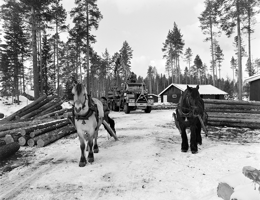 Tømmerkjøring, med hest, "Trollheimen" i Løten Almenning, hestekar Paul Nordvold. Skogsarbeid, tømmerhogst, hesteredskap, bukk og geit.