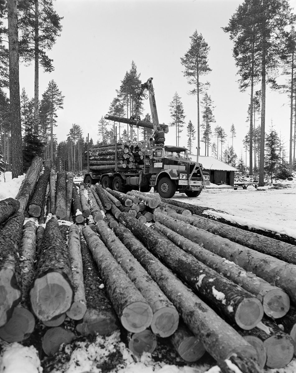Tømmerkjøring, med hest, "Trollheimen" i Løten Almenning, hestekar Paul Nordvold. Skogsarbeid, tømmerhogst, hesteredskap, bukk og geit.