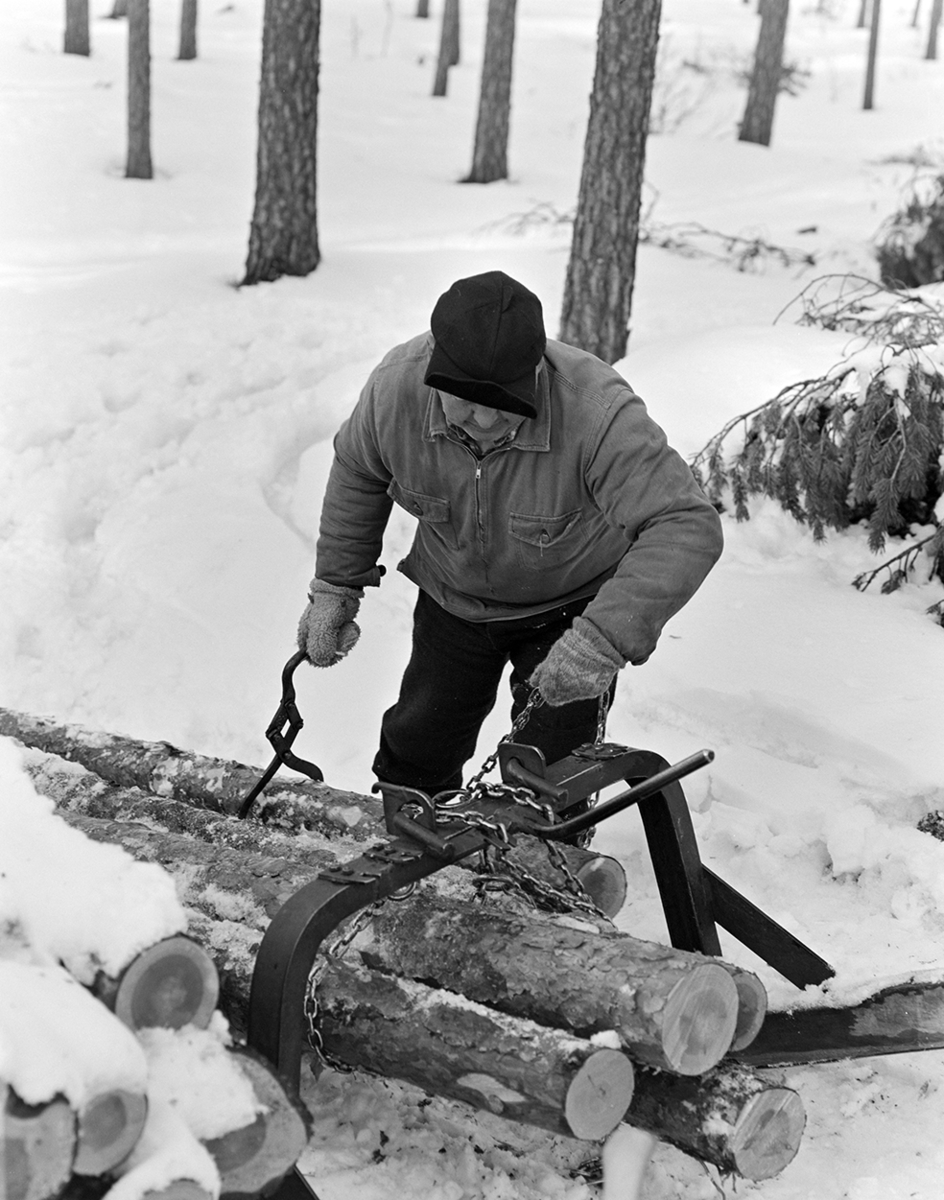 Tømmerkjøring, med hest, "Trollheimen" i Løten Almenning, hestekar Paul Nordvold. Skogsarbeid, tømmerhogst, hesteredskap, bukk og geit.