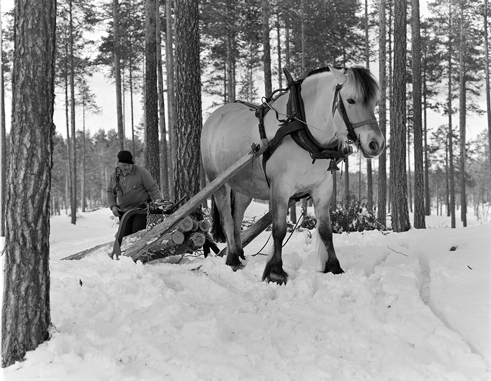 Tømmerkjøring, med hest, "Trollheimen" i Løten Almenning, hestekar Paul Nordvold. Skogsarbeid, tømmerhogst, hesteredskap, bukk og geit.