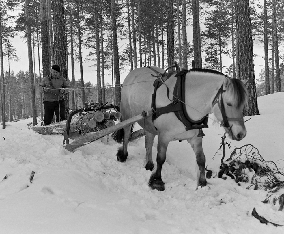 Tømmerkjøring, med hest, "Trollheimen" i Løten Almenning, hestekar Paul Nordvold. Skogsarbeid, tømmerhogst, hesteredskap, bukk og geit.