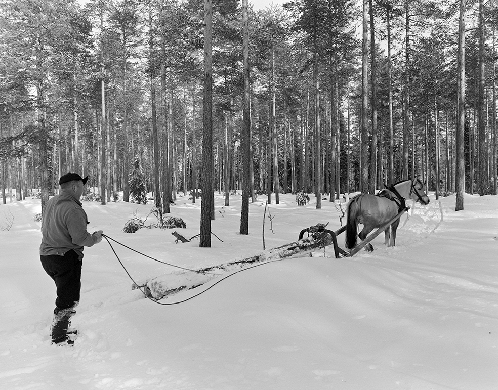 Tømmerkjøring, med hest, "Trollheimen" i Løten Almenning, hestekar Paul Nordvold. Skogsarbeid, tømmerhogst, hesteredskap, bukk og geit.