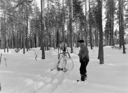 Tømmerkjøring, med hest, "Trollheimen" i Løten Almenning, he