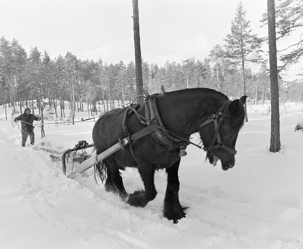 Tømmerkjøring, med hest, "Trollheimen" i Løten Almenning, hestekar Paul Nordvold. Skogsarbeid, tømmerhogst, hesteredskap, bukk og geit.