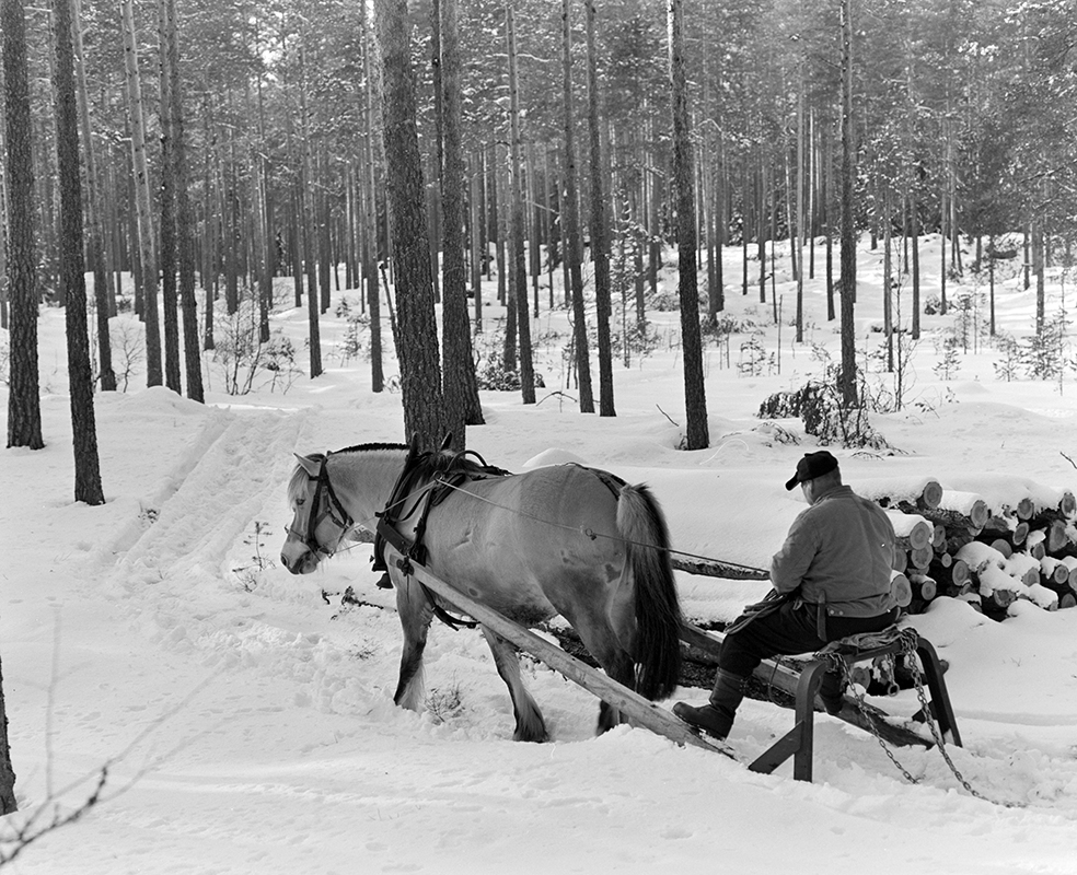 Tømmerkjøring, med hest, "Trollheimen" i Løten Almenning, hestekar Paul Nordvold. Skogsarbeid, tømmerhogst, hesteredskap, bukk og geit.