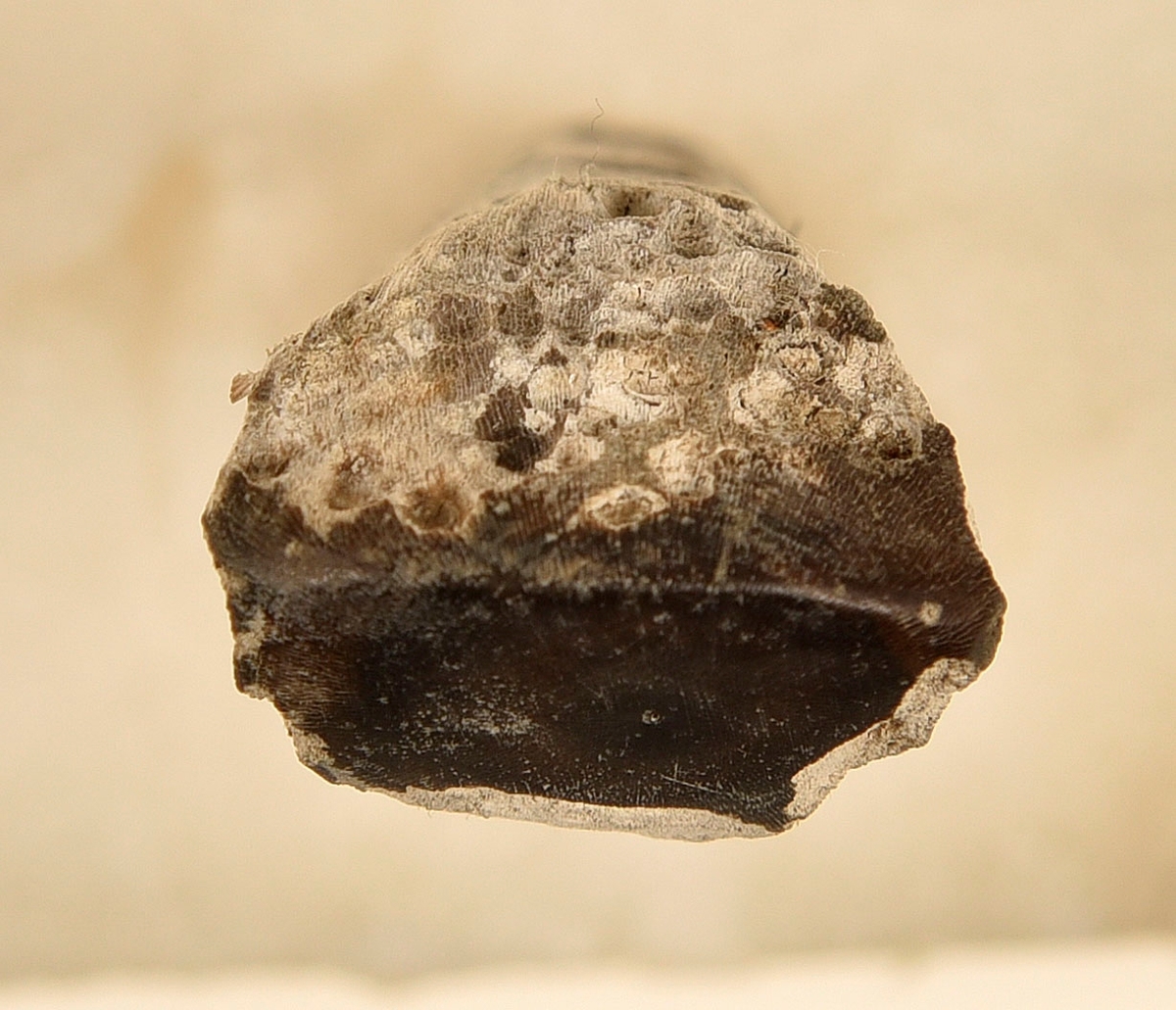 Fragment av horn. Avbruten i ena änden och sågad diagonalt till en spets i den andra änden. Ena sågytan har slipad sida. Hornets ursprungliga yta är bortnött och ytan känns närmast som torkat trä.