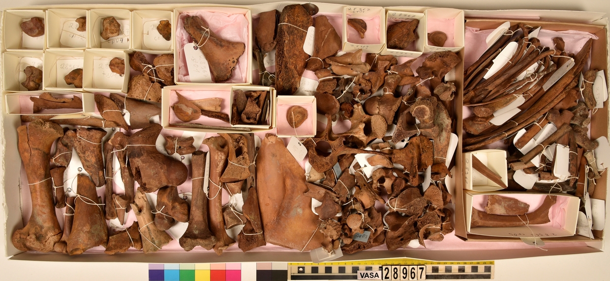 Ben från djur.
Blandade djurben av däggdjur - flera arter. 161 ben eller fragment av ben. Benen är ej art- eller benslagsbedömda.