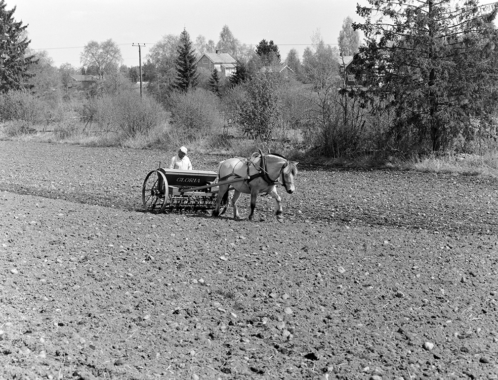 Våronn, Nordvold gard, Gnr.43, bnr.5, Løten. Gardbruker Paul Nordvold. Hest, hesteredskap, såmaskin,