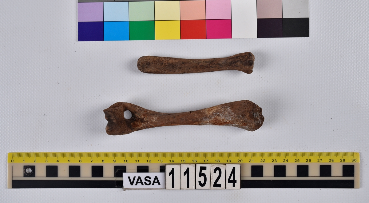 Ben från svin (Sus domesticus).
1 st. överarmsben (humerus).
1 st. strålben (radius).