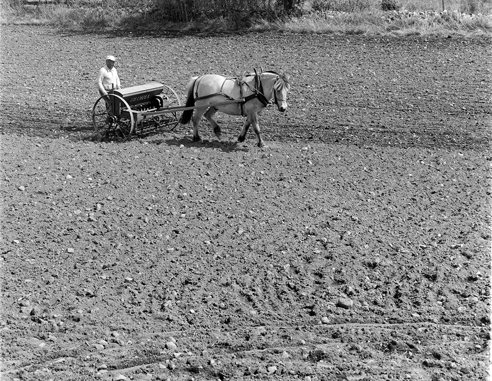 Våronn, Nordvold gard, Gnr.43, bnr.5, Løten. Gardbruker Paul Nordvold. Hest, hesteredskap, såmaskin,
