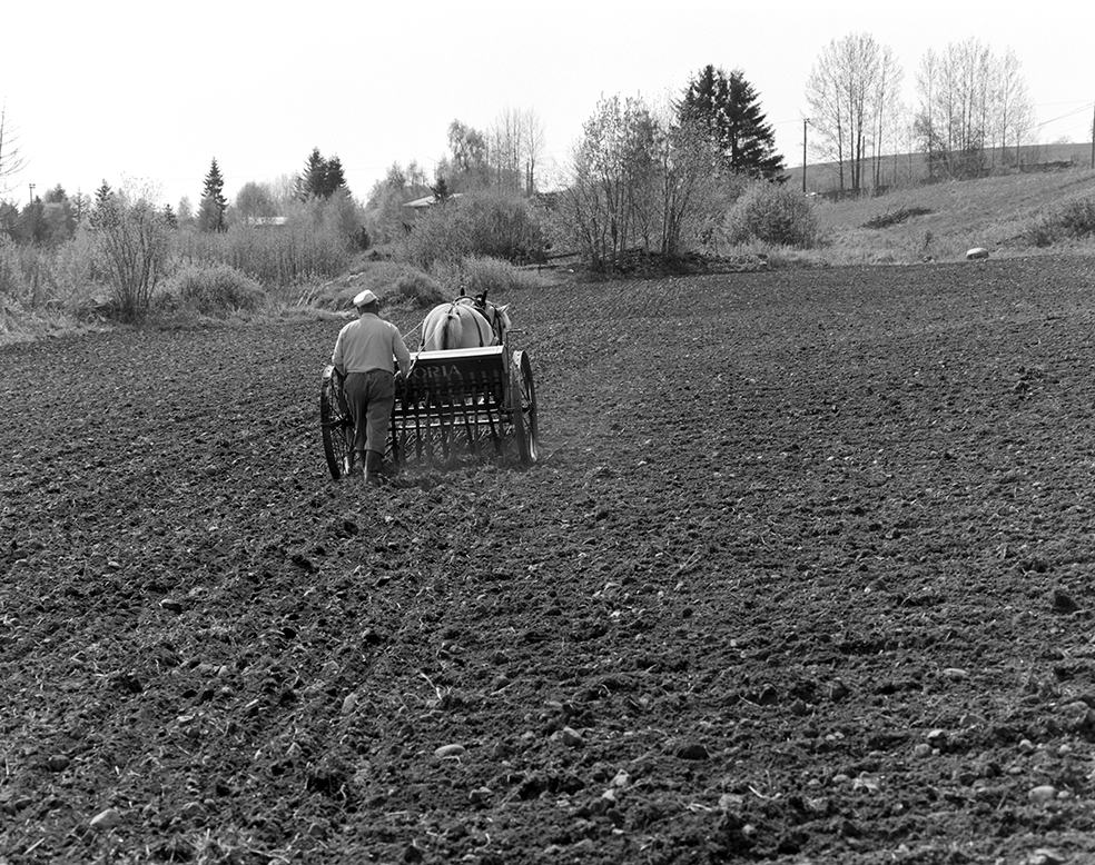 Våronn, Nordvold gard, Gnr.43, bnr.5, Løten. Gardbruker Paul Nordvold. Hest, hesteredskap, såmaskin,