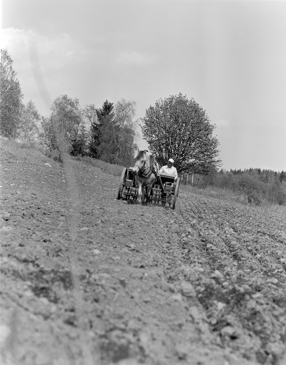 Våronn, Nordvold gard, Gnr.43, bnr.5, Løten. Gardbruker Paul Nordvold. Hest, hesteredskap, såmaskin,