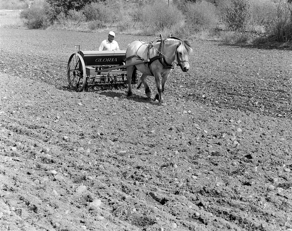 Våronn, Nordvold gard, Gnr.43, bnr.5, Løten. Gardbruker Paul Nordvold. Hest, hesteredskap, såmaskin,