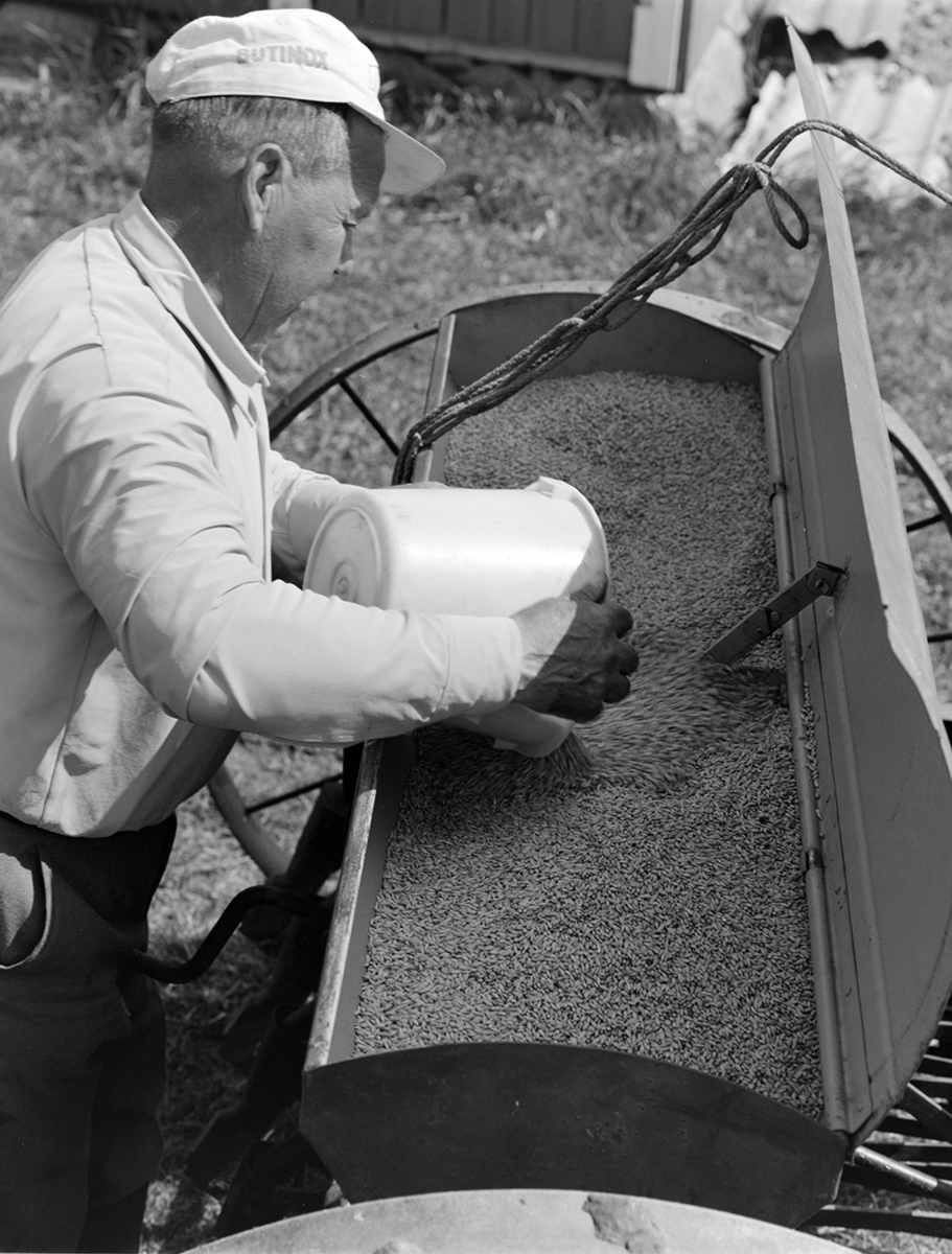 Våronn, Nordvold gard, Gnr.43, bnr.5, Løten. Gardbruker Paul Nordvold. Hest, hesteredskap, såmaskin,